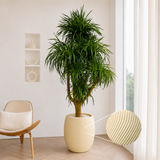 Dracaena Draco (Dragon Tree) in Ceramic Pot (210cm)