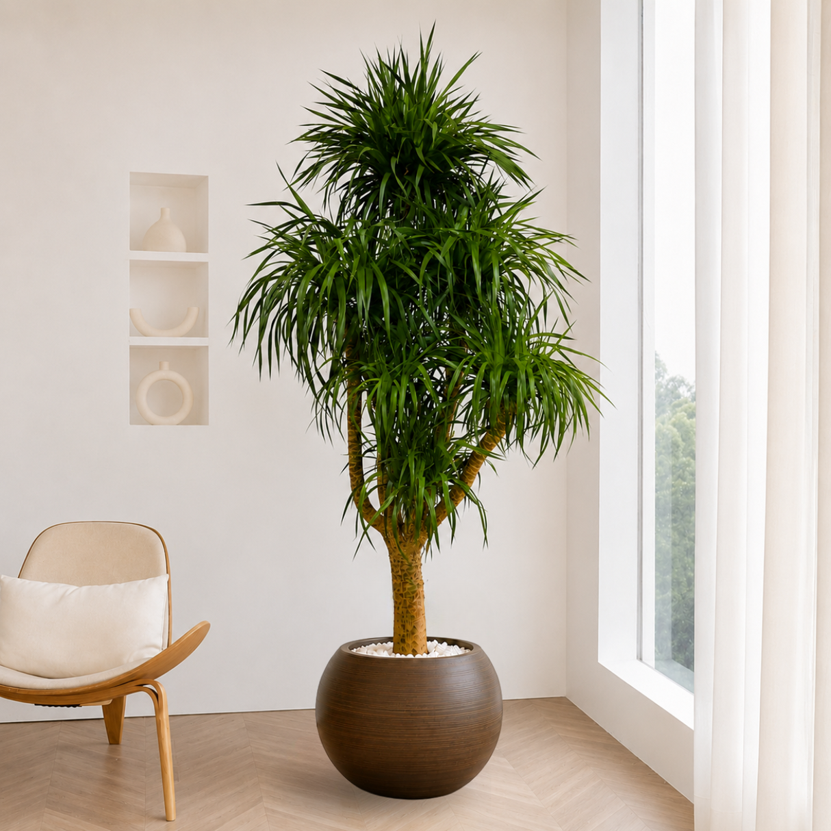Dracaena Draco (Dragon Tree) in Ceramic Pot (210cm)