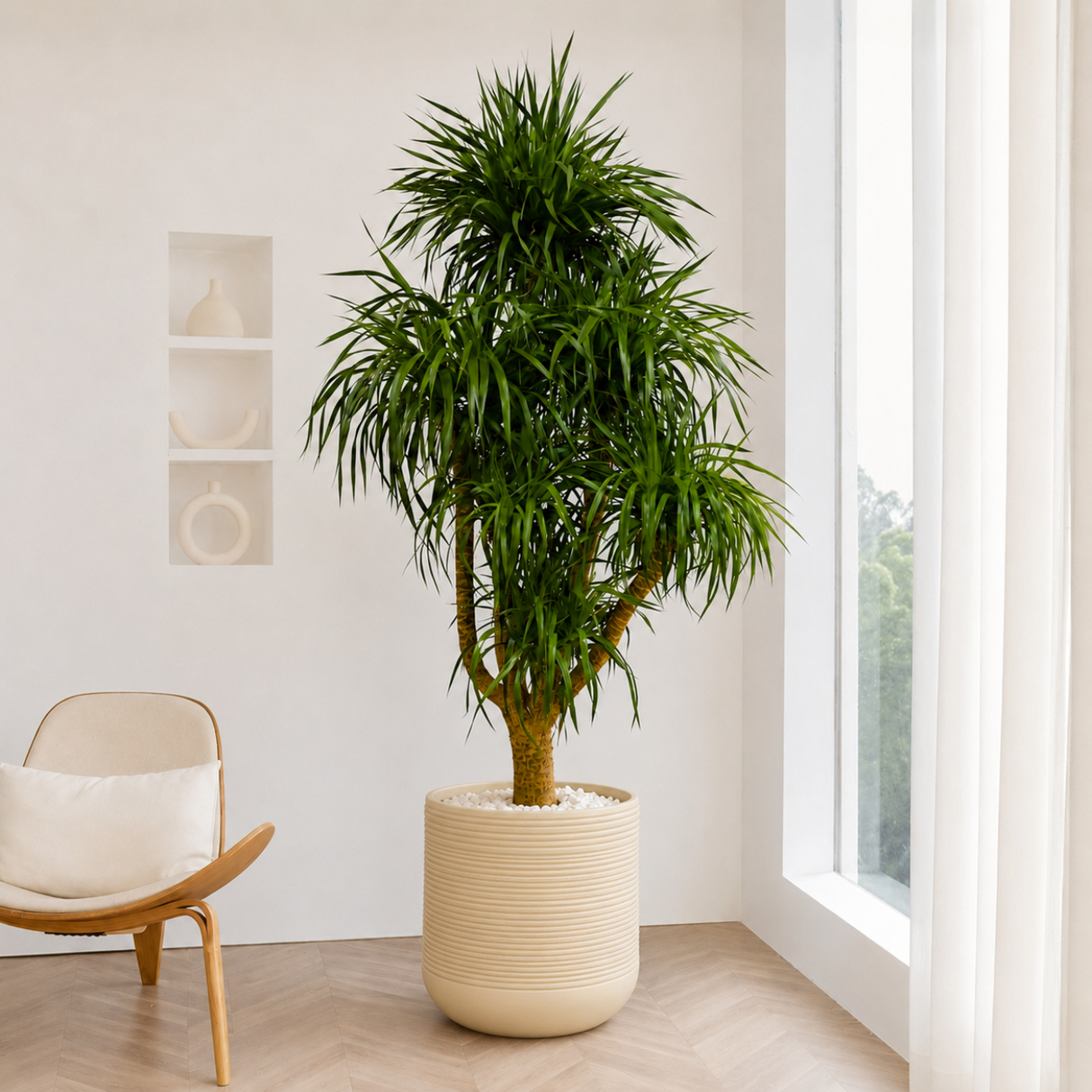 Dracaena Draco (Dragon Tree) in Ceramic Pot (210cm)