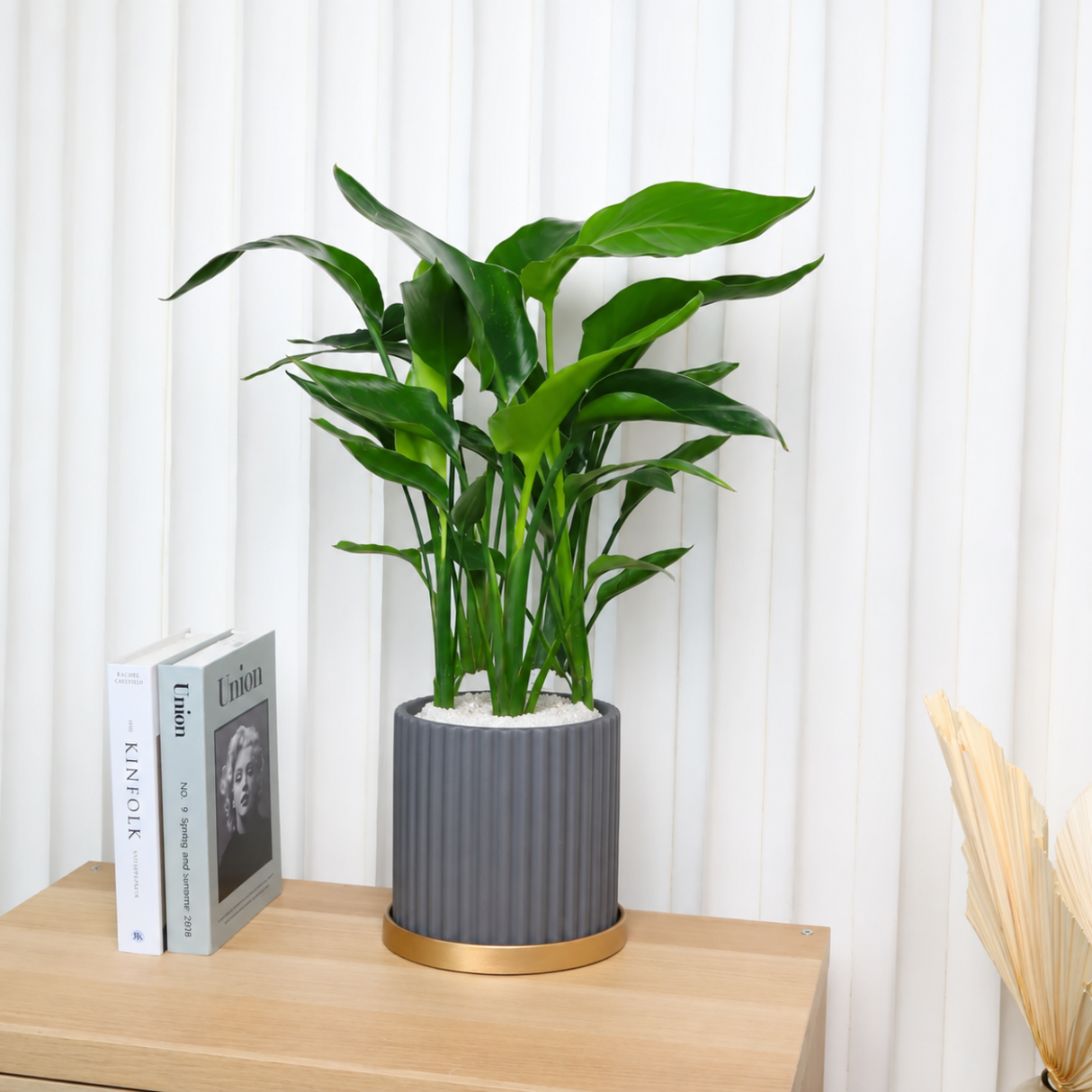 Bird of Paradise (Strelitzia) in Ceramic Pot (50cm)