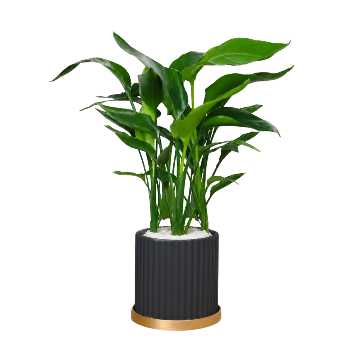 Bird of Paradise (Strelitzia) in Ceramic Pot (50cm)