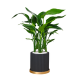 Bird of Paradise (Strelitzia) in Ceramic Pot (50cm)