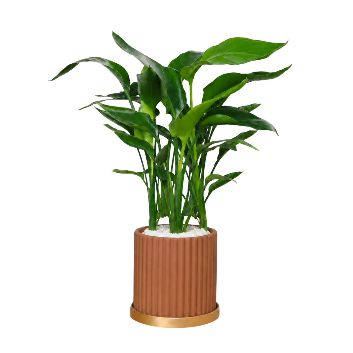 Bird of Paradise (Strelitzia) in Ceramic Pot (50cm)