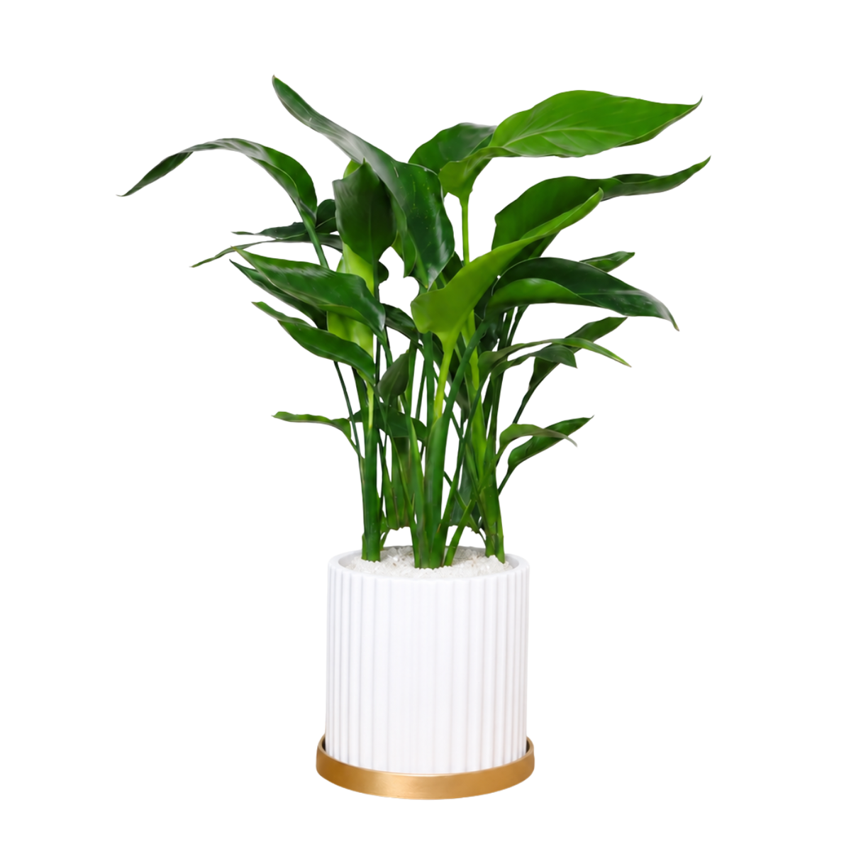 Bird of Paradise (Strelitzia) in Ceramic Pot (50cm)