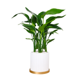 Bird of Paradise (Strelitzia) in Ceramic Pot (50cm)