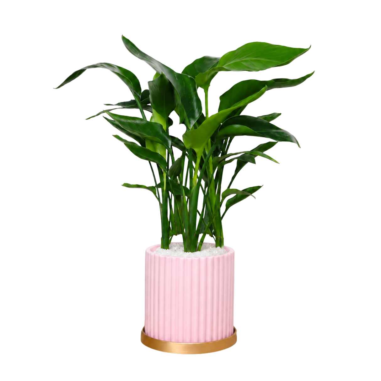 Bird of Paradise (Strelitzia) in Ceramic Pot (50cm)