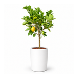 Lemon Tree in Ceramic Pot