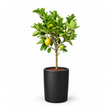 Lemon Tree in Ceramic Pot