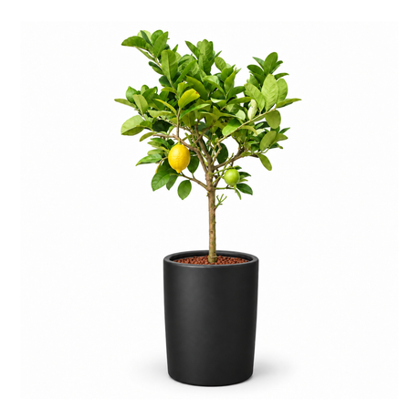 Lemon Tree in Ceramic Pot