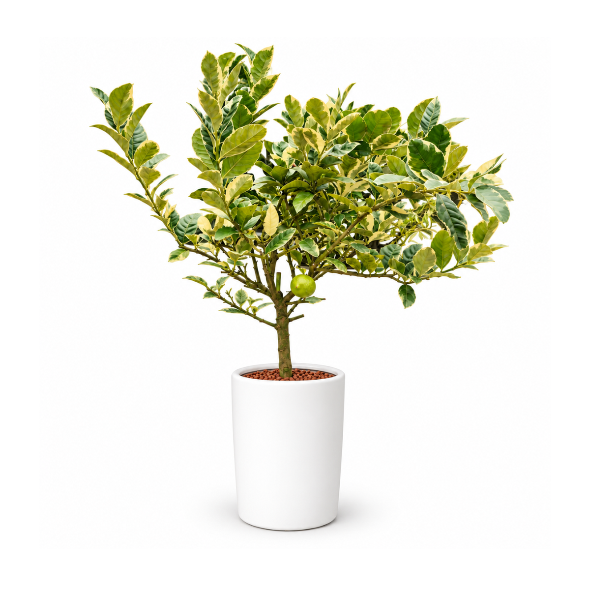 Lemon Tree in Ceramic Pot