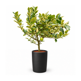 Lemon Tree in Ceramic Pot