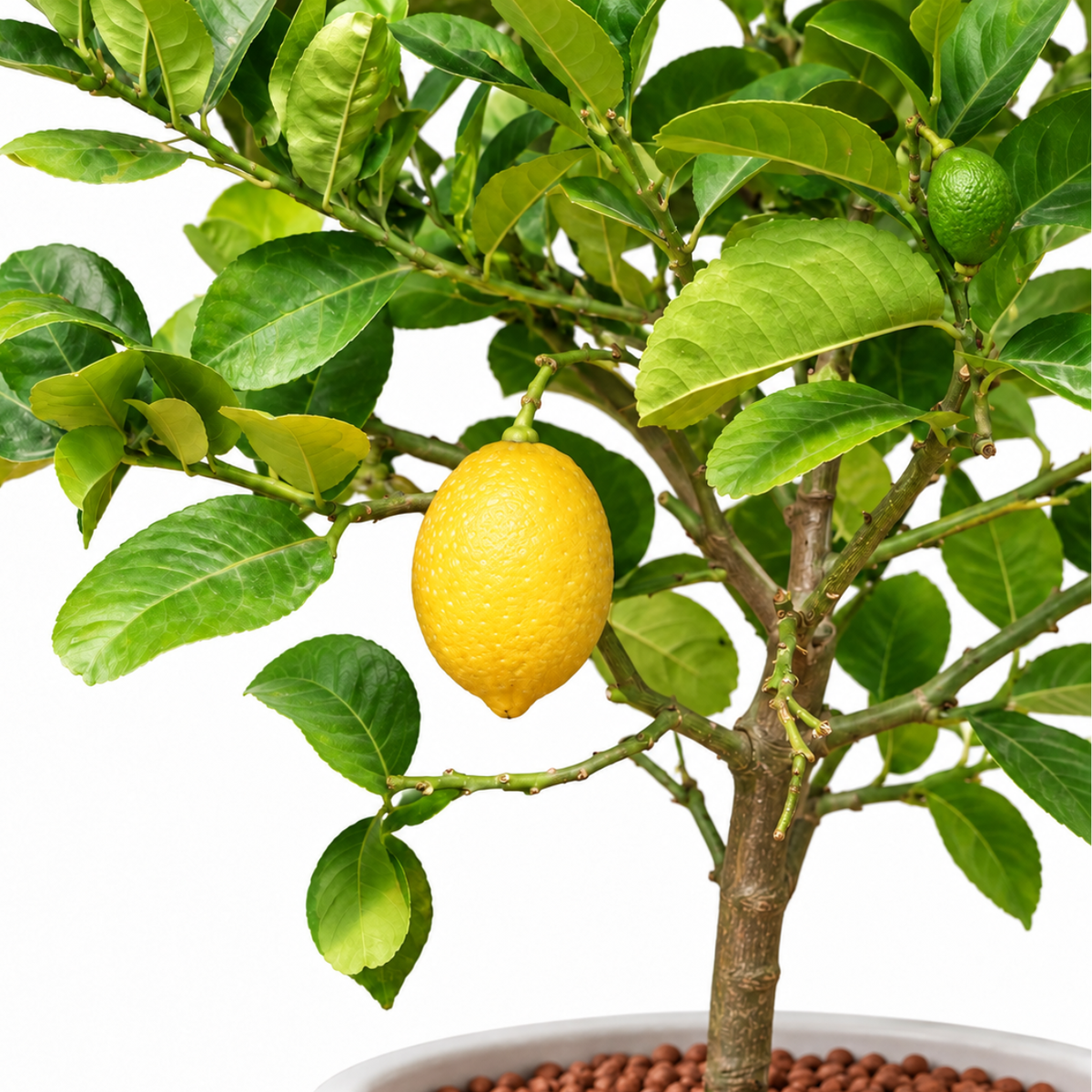 Lemon Tree in Ceramic Pot