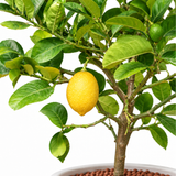 Lemon Tree in Ceramic Pot
