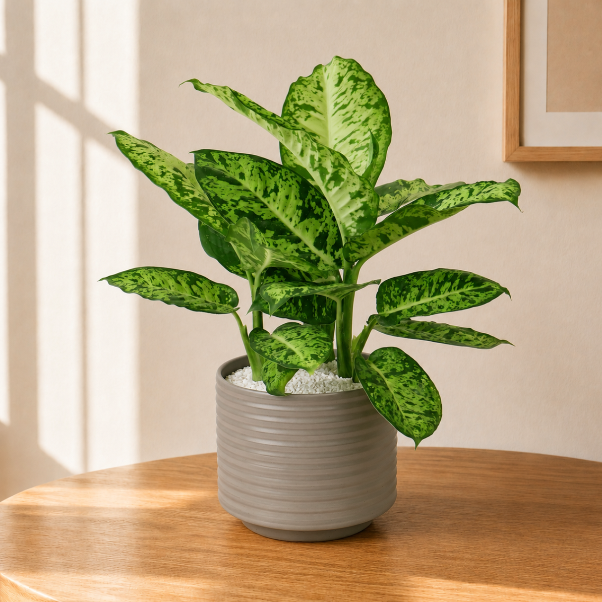 Dieffenbachia Maculata (Dumb Cane) in Ceramic Pot
