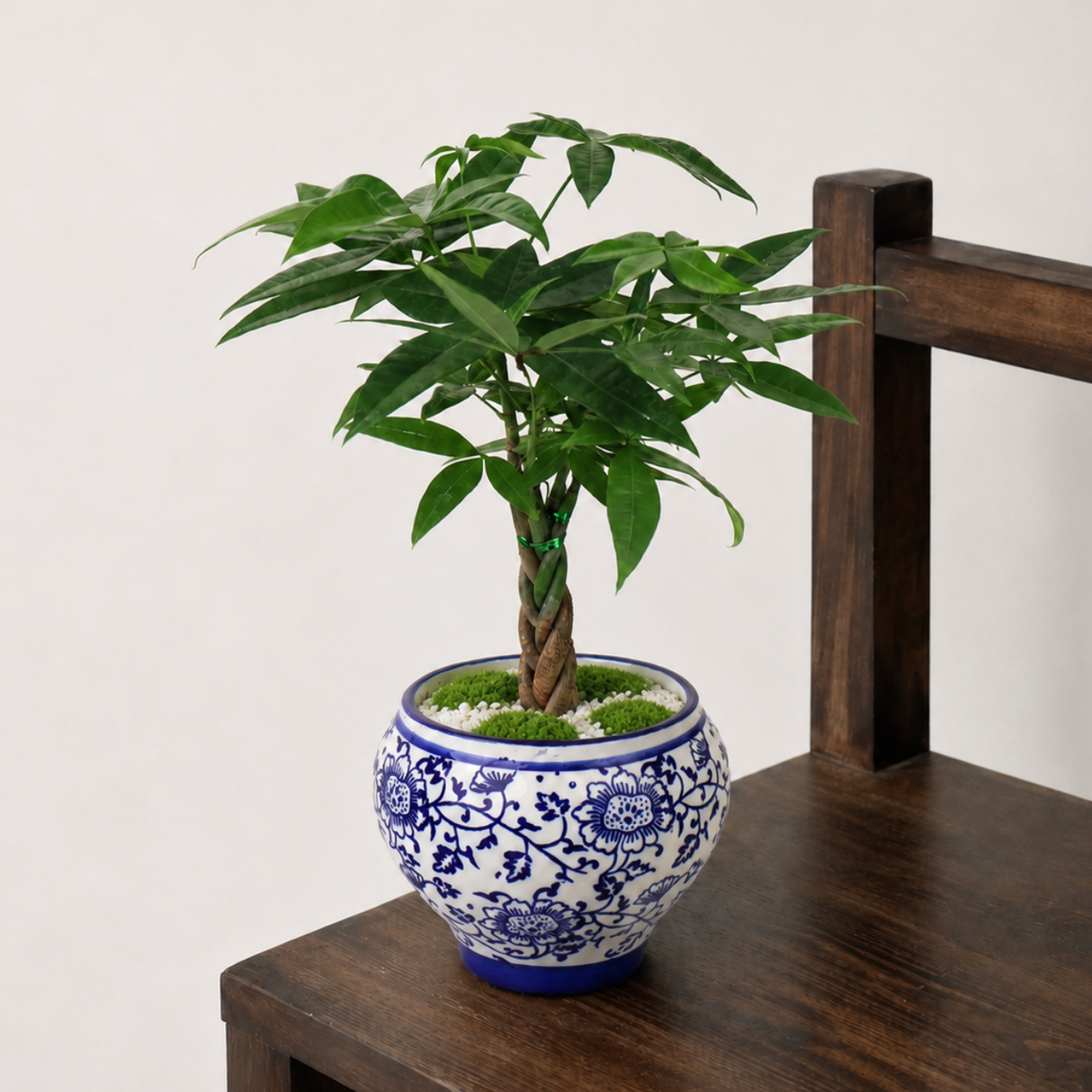 Pachira Twisted in Ceramic Pot