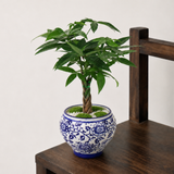 Pachira Twisted in Ceramic Pot