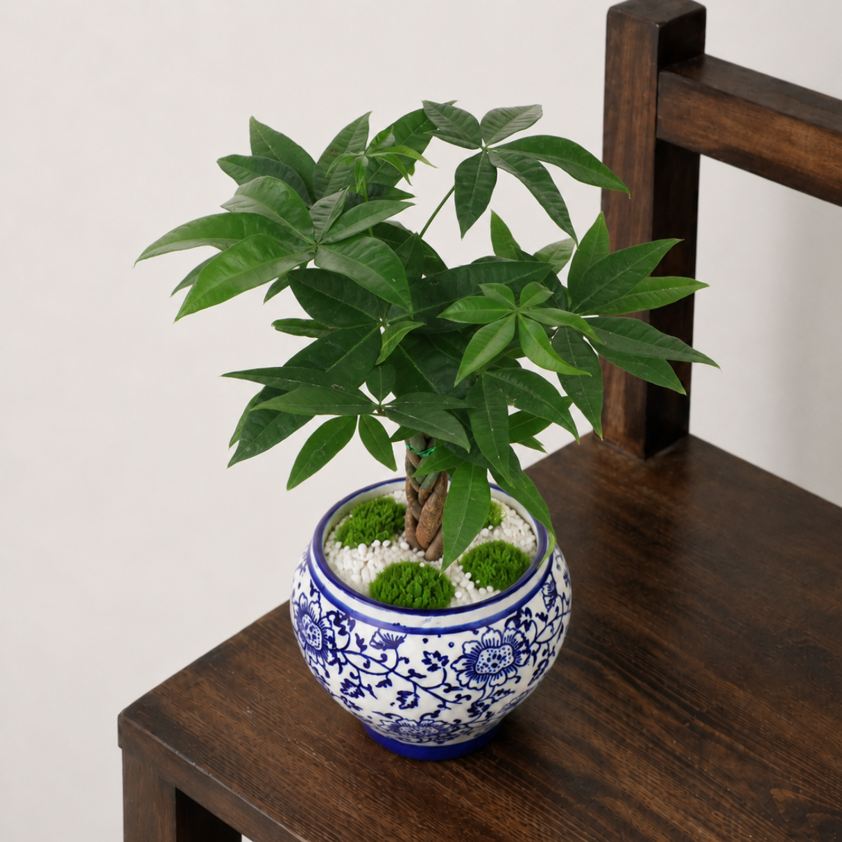 Pachira Twisted in Ceramic Pot