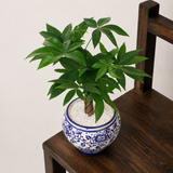 Pachira Twisted in Ceramic Pot