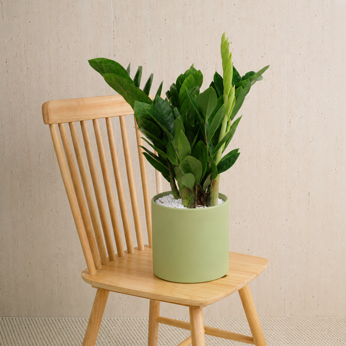 Zamioculcas in Ceramic Pot
