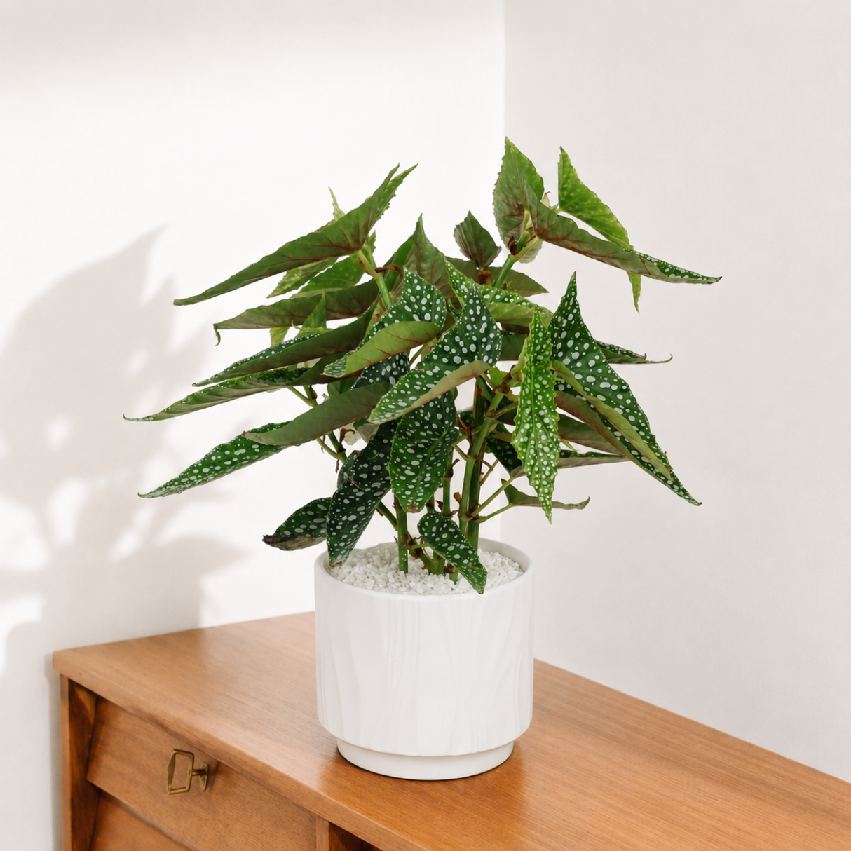 Angel Wing Begonia in Ceramic Pot