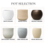 Radermachera 3 Layer (China Doll Plant) in Ceramic Pot (190cm)