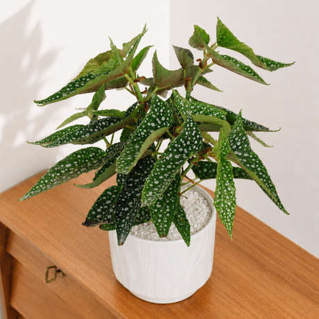 Angel Wing Begonia in Ceramic Pot