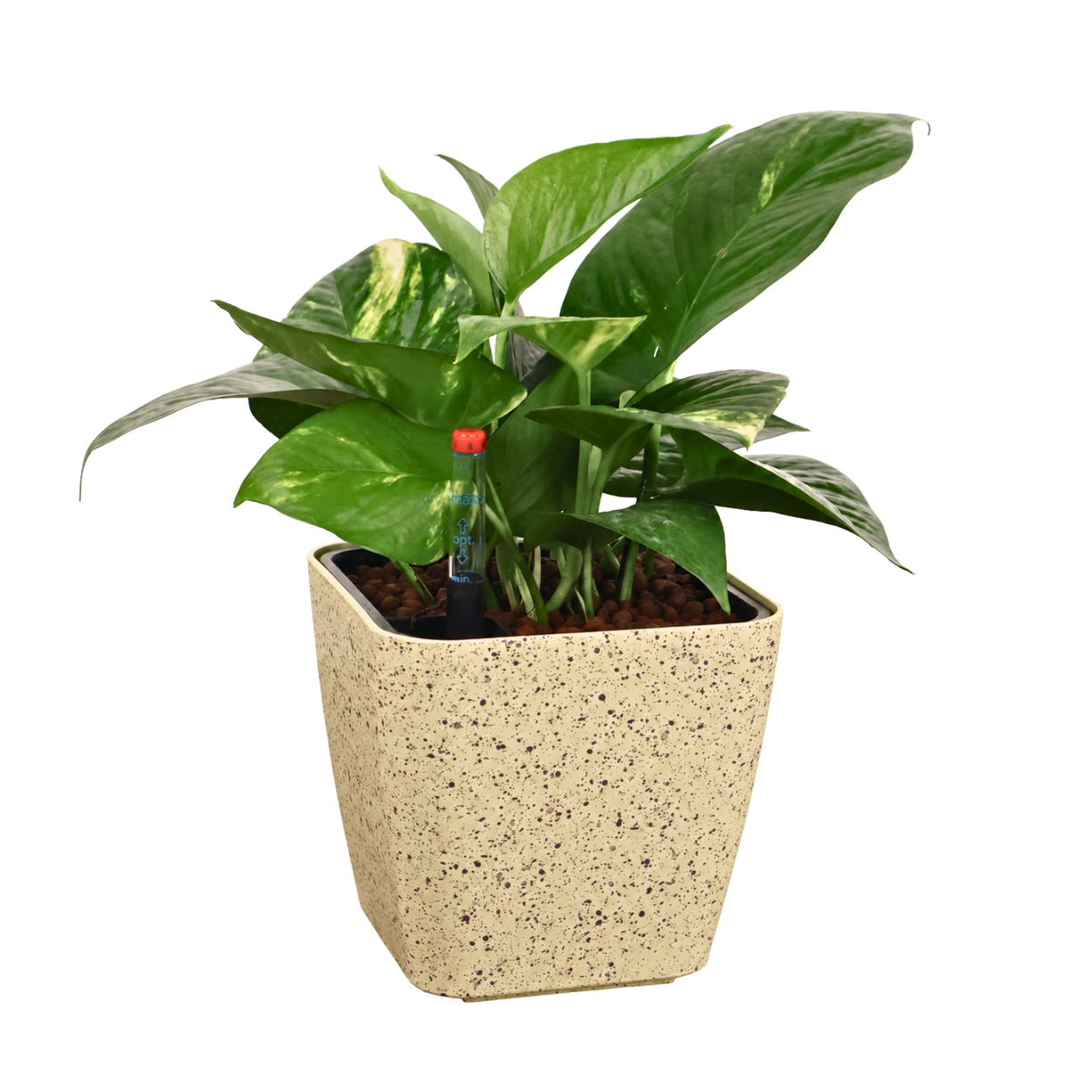 Money Plant in Self-Watering Square Pot