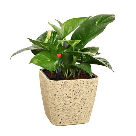 Money Plant in Self-Watering Square Pot