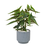 Angel Wing Begonia in Ceramic Pot