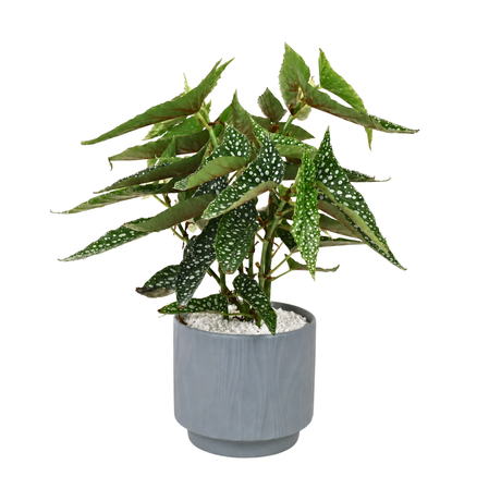 Angel Wing Begonia in Ceramic Pot