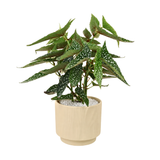 Angel Wing Begonia in Ceramic Pot