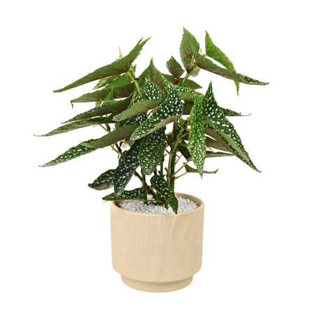 Angel Wing Begonia in Ceramic Pot