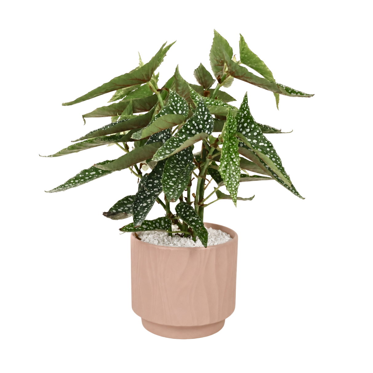 Angel Wing Begonia in Ceramic Pot