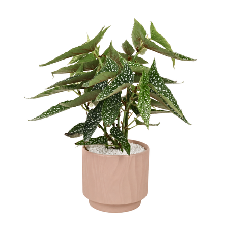 Angel Wing Begonia in Ceramic Pot