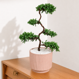 Juniper Bonsai in Ceramic Pot