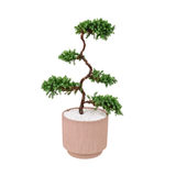 Juniper Bonsai in Ceramic Pot
