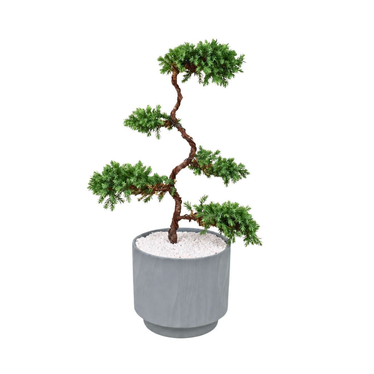 Juniper Bonsai in Ceramic Pot