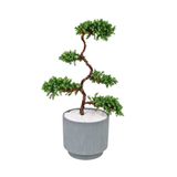 Juniper Bonsai in Ceramic Pot