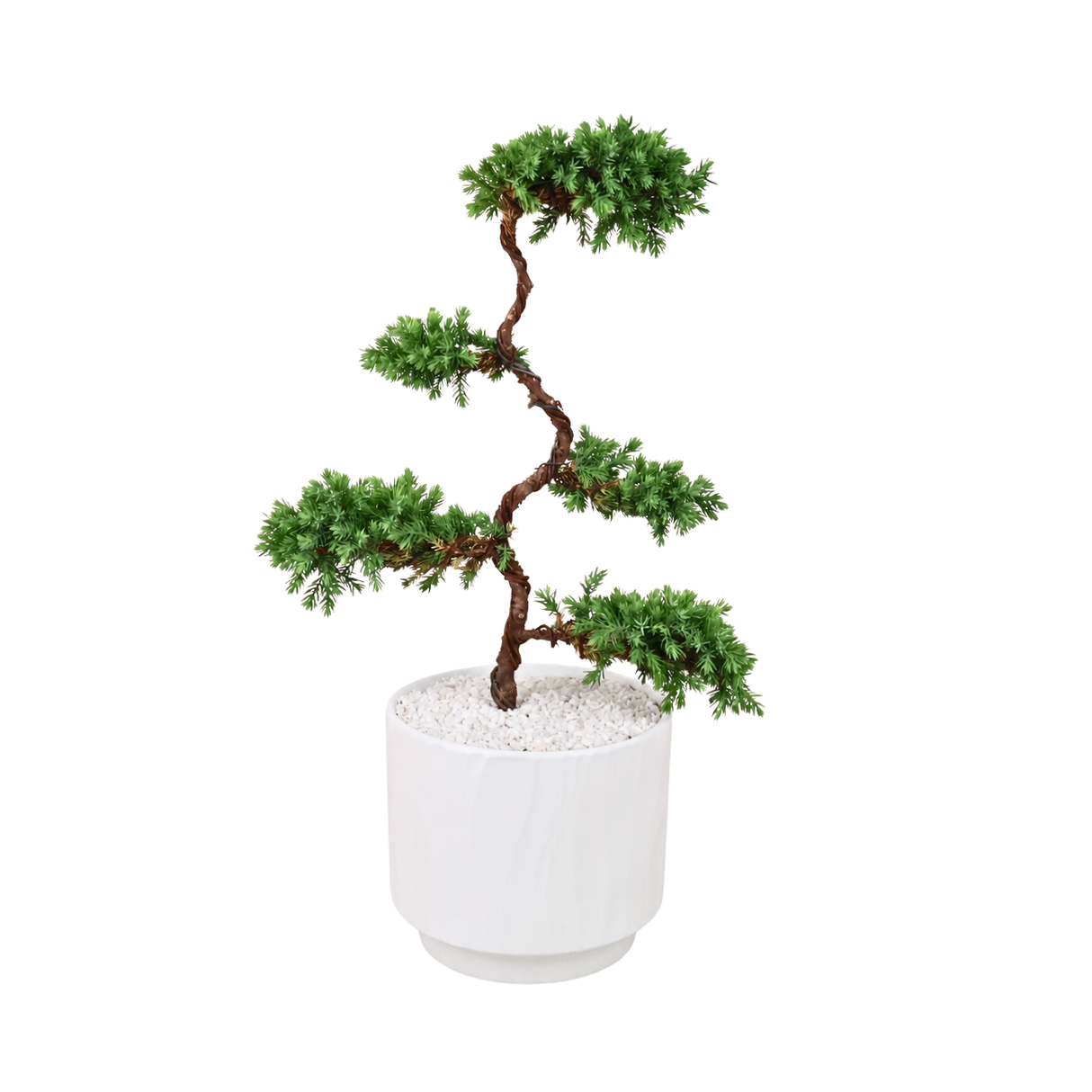 Juniper Bonsai in Ceramic Pot
