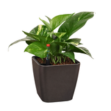 Money Plant in Self-Watering Square Pot