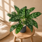 Aglaonema in Ceramic Pot