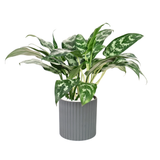 Aglaonema in Ceramic Pot