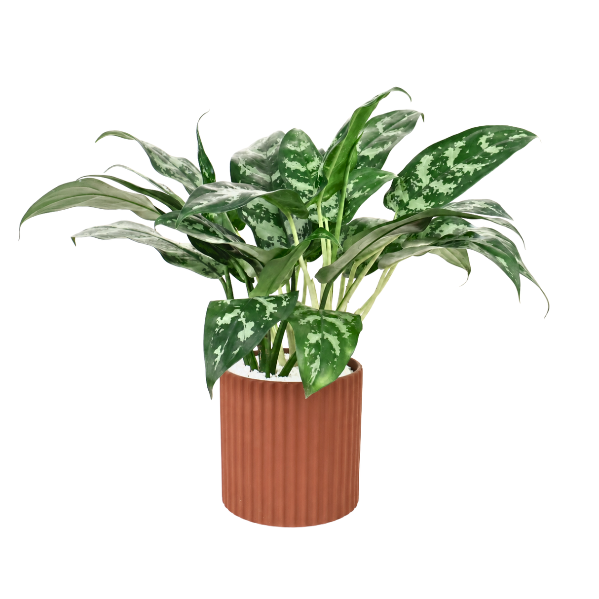 Aglaonema in Ceramic Pot