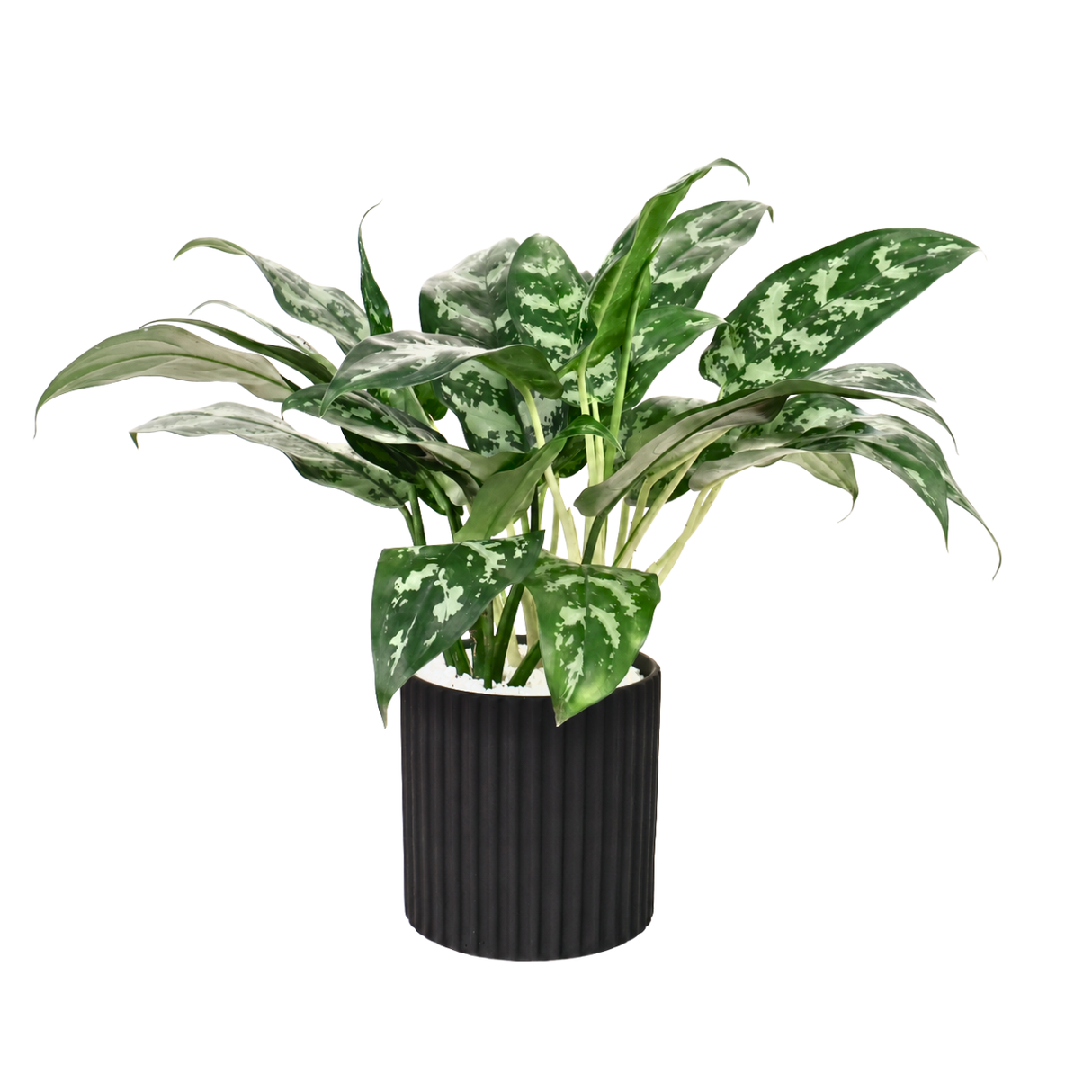 Aglaonema in Ceramic Pot