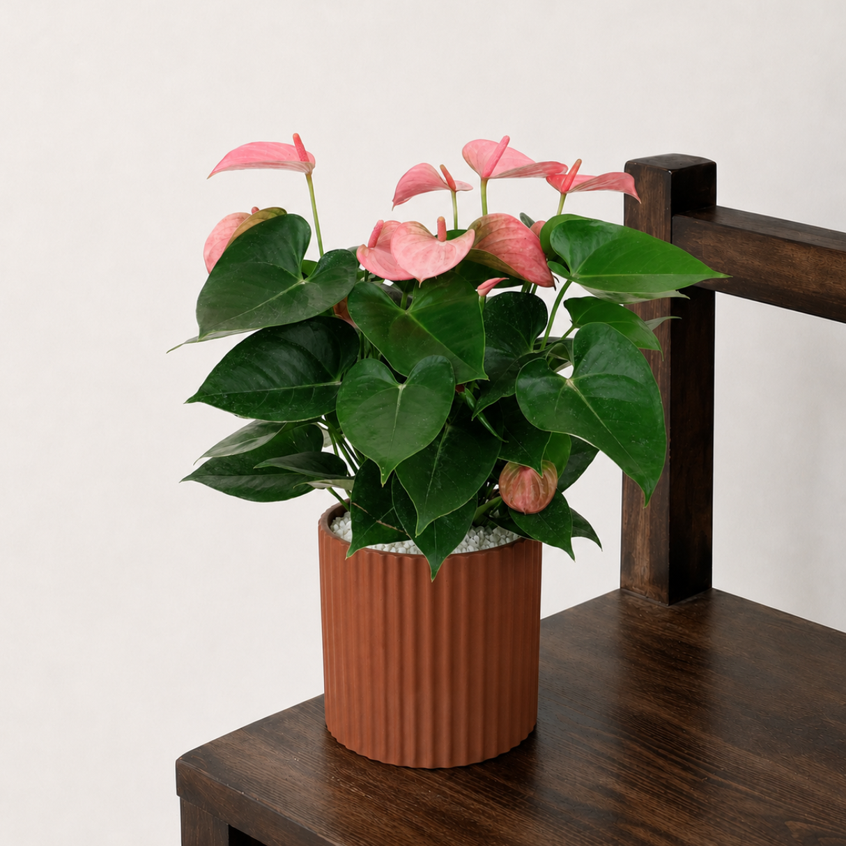 Pink Anthurium in Ceramic Pot