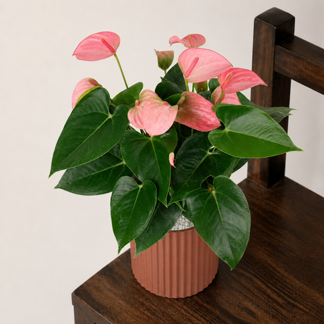 Pink Anthurium in Ceramic Pot