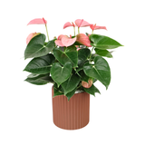 Pink Anthurium in Ceramic Pot