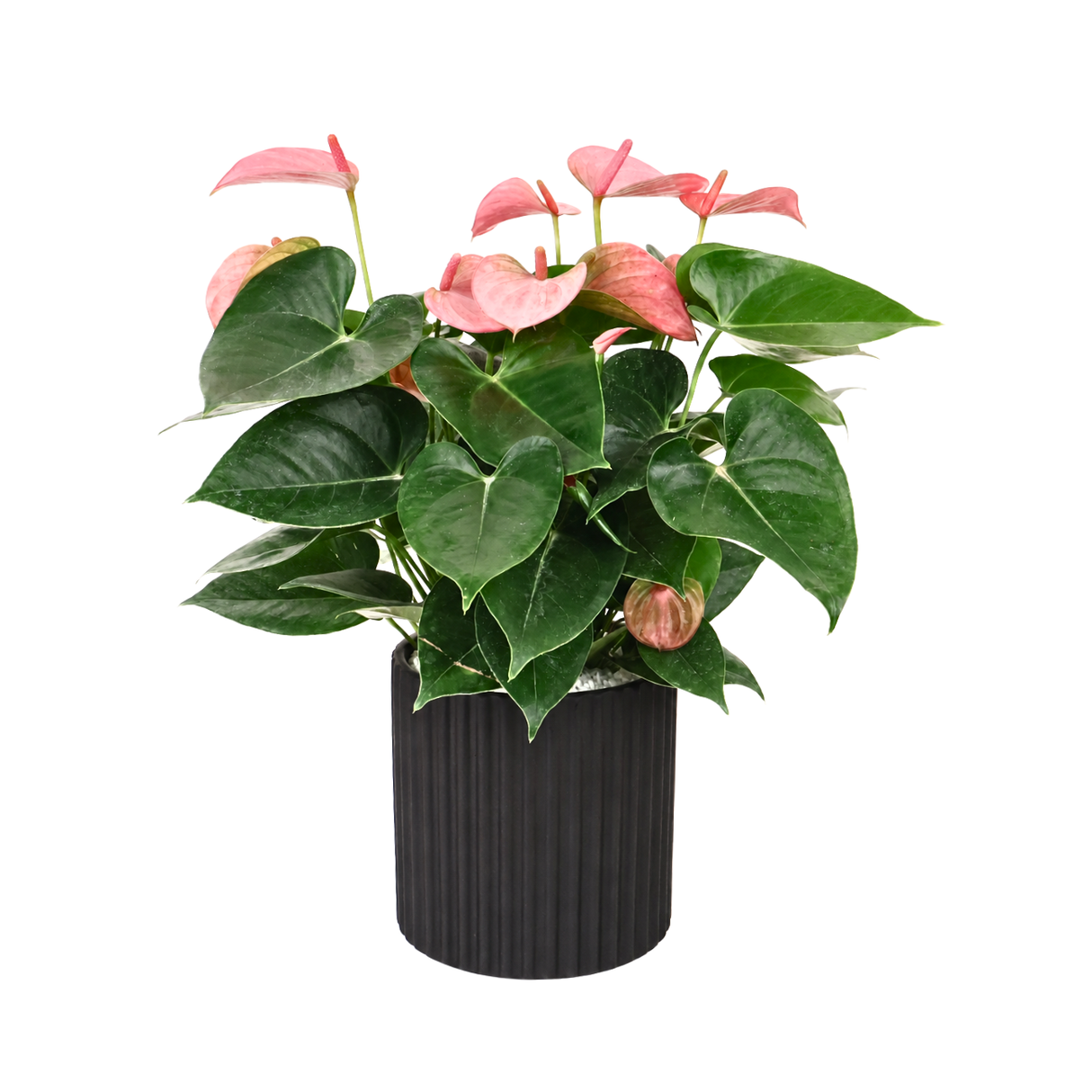 Pink Anthurium in Ceramic Pot