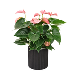 Pink Anthurium in Ceramic Pot