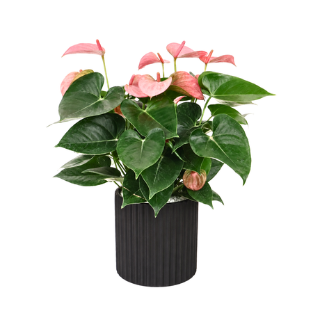 Pink Anthurium in Ceramic Pot